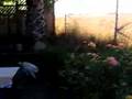 And even more glorious evening in Rohnert Park....