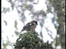 Fringilla coelebs. Bogfinke. Fringilla coelebs. Bogfinke.