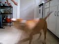 How to mess with your dog.