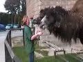 Weekly News video: Baby camel at Colwyn Bay Mountain Zoo