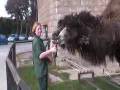 Weekly News video: Baby camel at Colwyn Bay Mountain Zoo