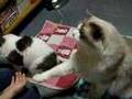 お手する猫 My cat shaking hands.
