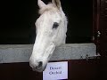 Desert Orchid