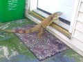 iguanas are smart