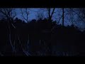 Owl sounds
