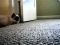 Murphy-a-5-year-old-