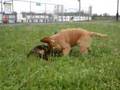 Golden Retriever vs. Chocolate Lab Wrestling Rematch 2