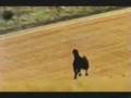 Weetabix - Black Beauty - 2001 - UK Advert