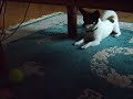 Ball Crazy Chihuahua