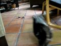 videos de Puppy Fetch