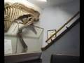 Tour KU's Natural History Museum