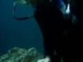 videos de Underwater Card Playing at Devil's Den