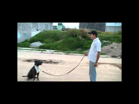 american pitbull