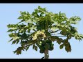 ethiopia-debre zeit
