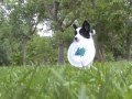 Puppy Retrieving at 9 weeks old