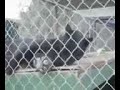 Black Leopard at the Feline Conservation Center