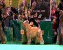SCWT CRUFTS 2008 PT 2