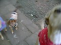 Tipo Bicho Pet Shop