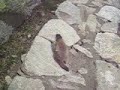 incredibile marmotta