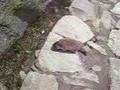 incredibile marmotta