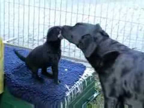 Die mobile Hunde-Waschanlage | Labrador Retriever Welpen