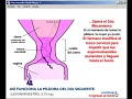 Pildora del dia siguiente