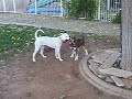 kya,amara,luna and cc.AVI