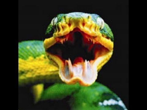 YouTube reptile video