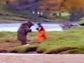 bear fight