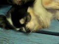 Sleepy dog,Animals Sleepy dog,Animals