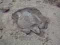 Tortuga Desovando En Playa Michigan