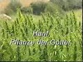 Hemp, the Plant of the gods