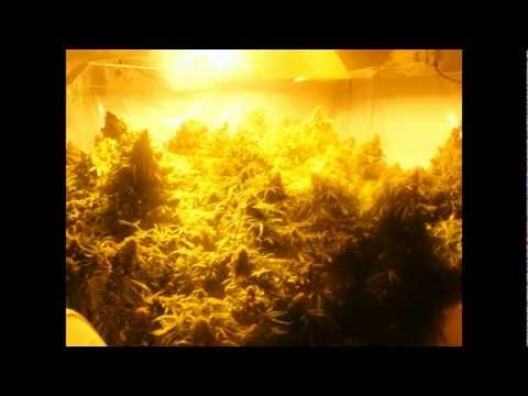 how to grow nft