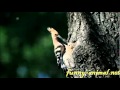 Bird hoopoe feeding baby