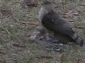 Linus, Hawk and Dove (deceased)