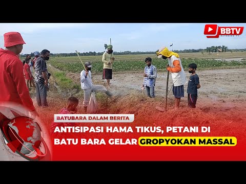 ANTISIPASI HAMA TIKUS, PETANI DI BATUBARA GELAR GROPYOKAN MASSAL