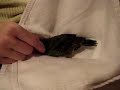 Our lineolated parakeet asking for head scratch :)
