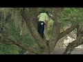 Golpe desde árbol Sergio García Arnold Palmer Invitational 2013