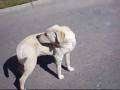 videos de luks.wmv