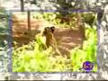 monkey toying tiger
