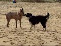A Dog Named Charlie - Redhead Beach NSW Australia 170508