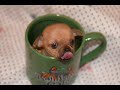 PUPPIES ROCK THIS WORLD!!