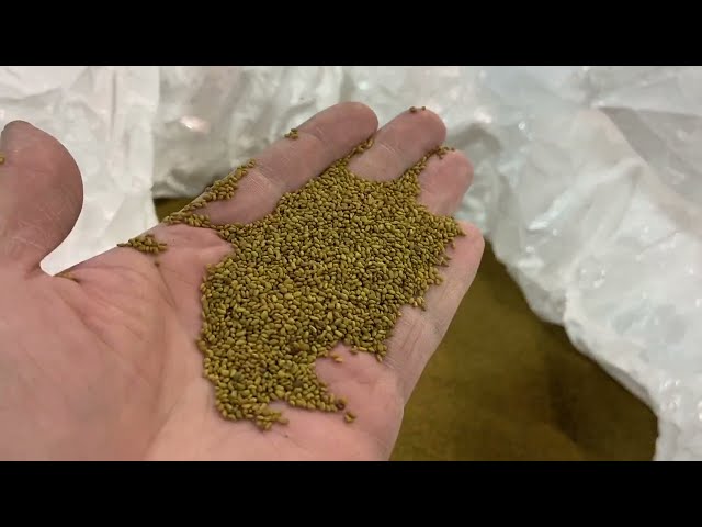 Alfalfa Seed, Grower Direct $3.50/lb, Inoculated in Other in Saskatoon
