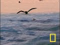 Tiger Shark vs. Albatross