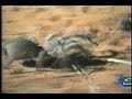 Tarantula vs Scorpion
