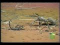 Tarantula vs Scorpion Tarantula vs Scorpion
