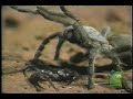 Tarantula vs Scorpion