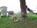 Cutie Baby Foxes