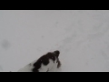 More Blizzard 2008