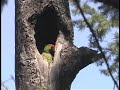 Thick-billed Parrots in Chihuahua, Mexico